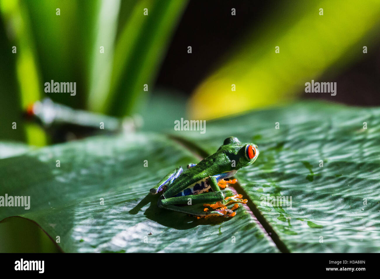 Close-up of two Red eyed tree frogs sur une feuille dans la région de Finca Verde Costa Rica. Banque D'Images