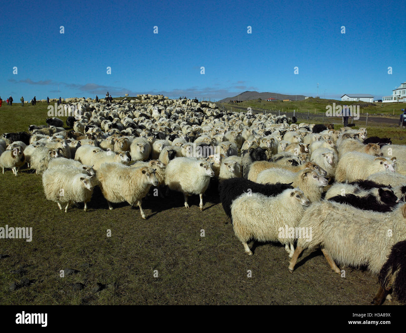 Les moutons Round-up, Reykjanes Peninsula, Iceland Banque D'Images