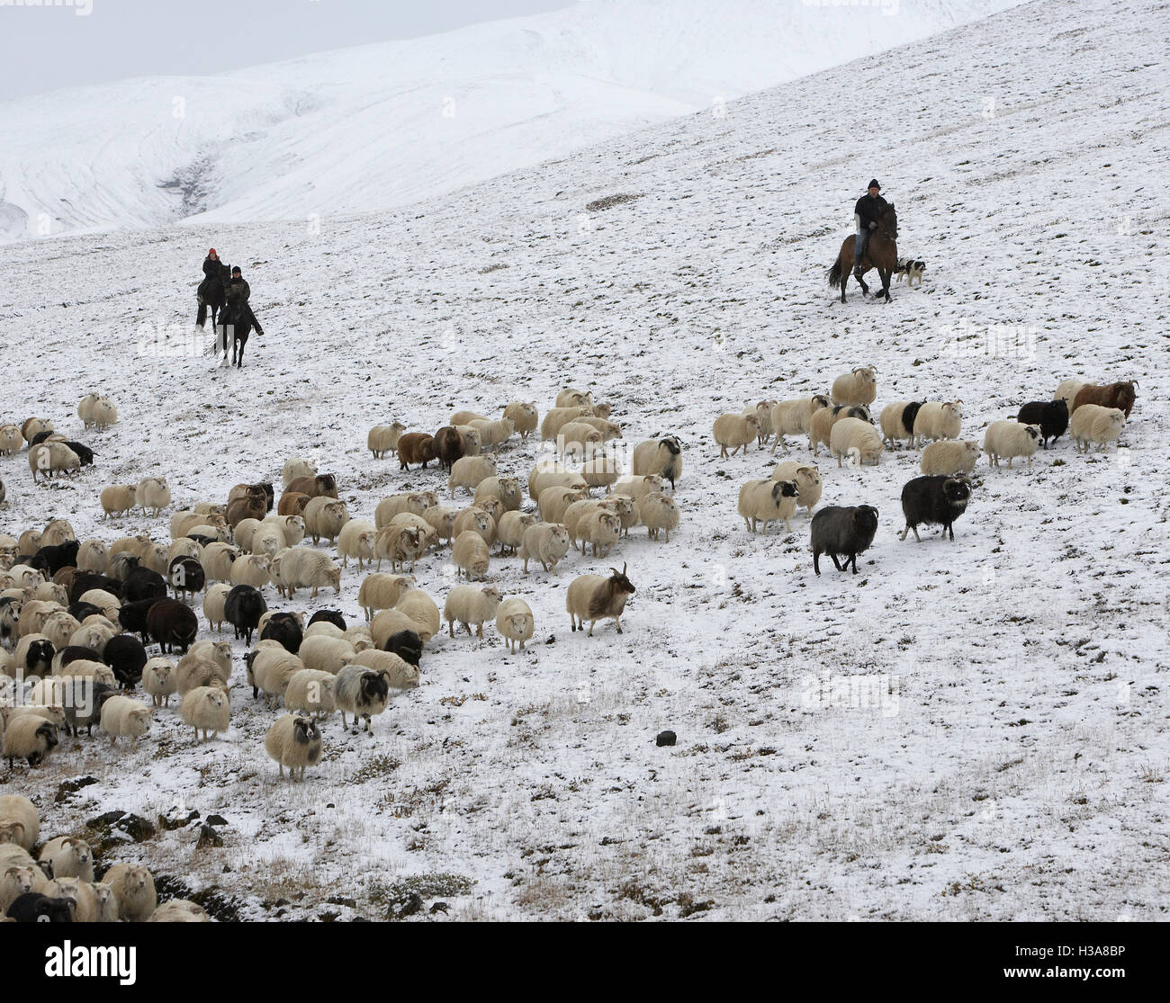 Les moutons Round-up, l'Islande Banque D'Images