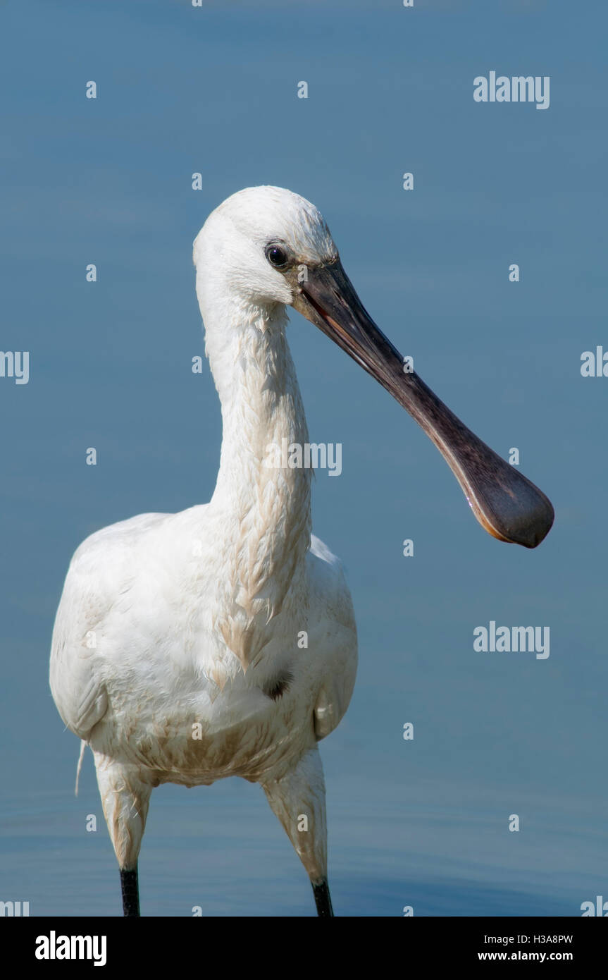 Portrait de la spatule blanche Platalea leucorodia. Les jeunes en eau peu profonde dans la zone humide. Banque D'Images