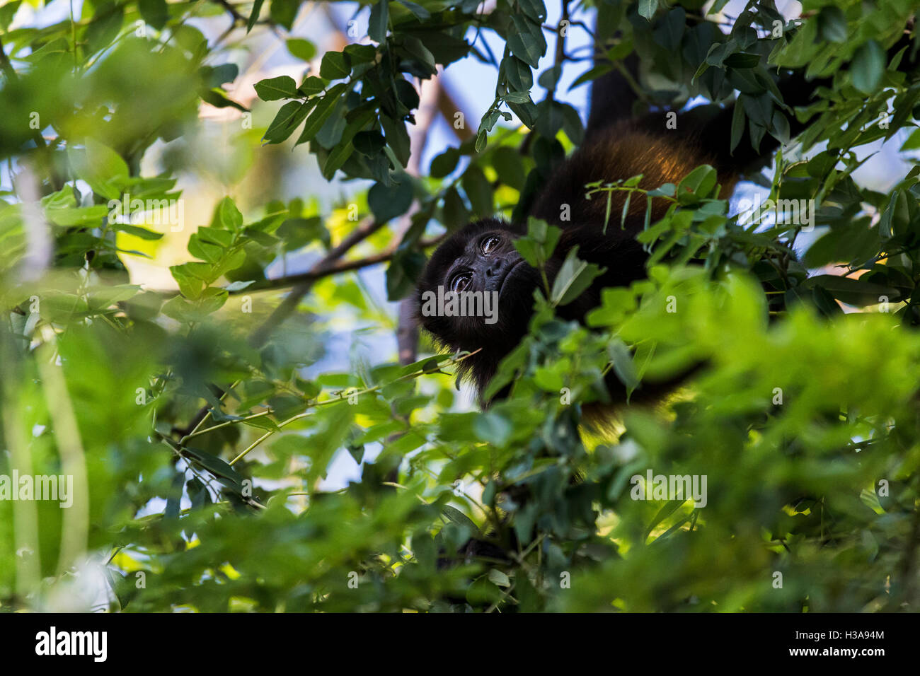 Un singe hurleur surveille de près sa famille comme il se nourrit dans la cime des arbres d'une forêt sèche en Costa Rica. Banque D'Images