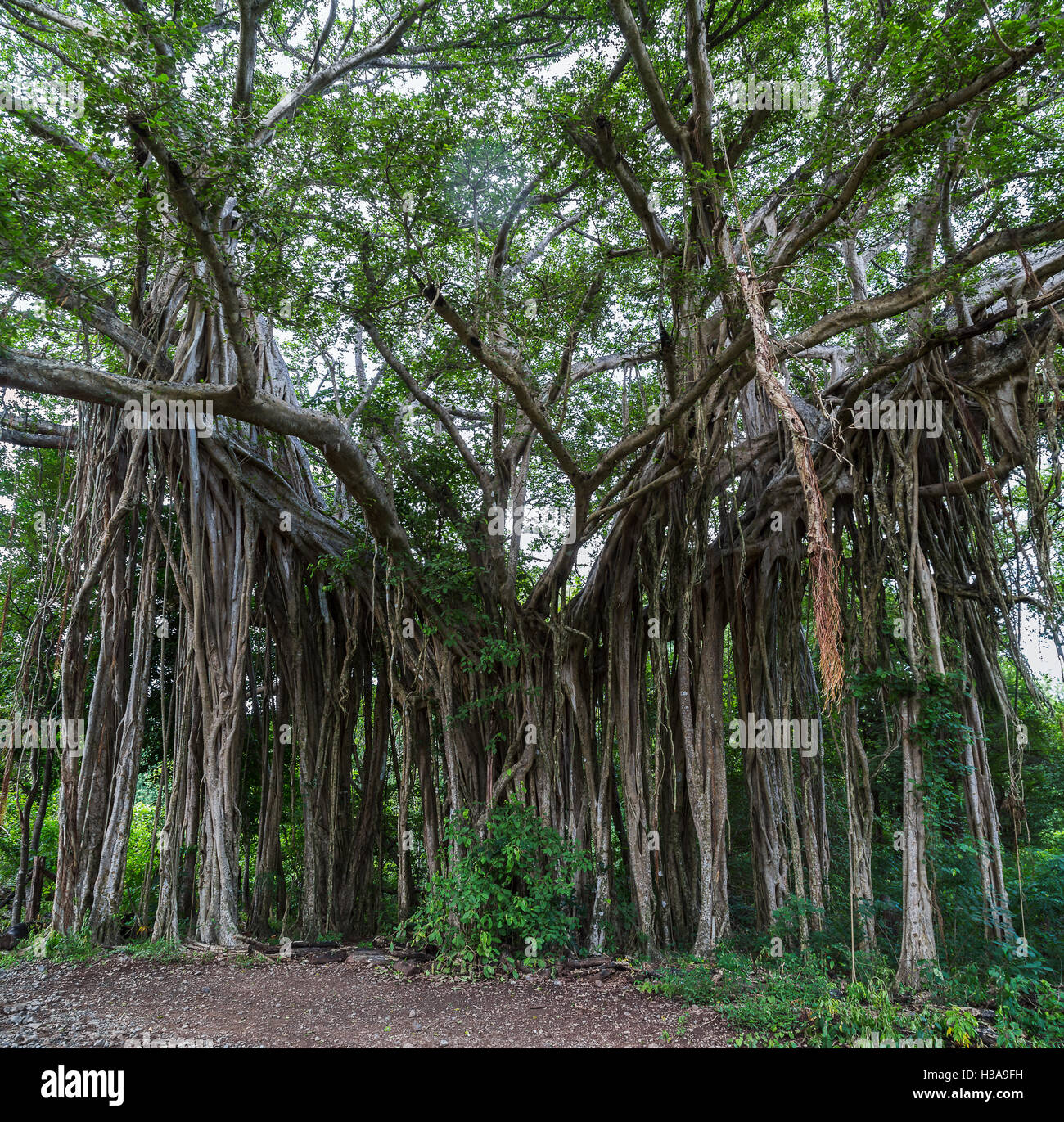 Un walking tree vu dans une forêt sèche en Costa Rica, son nom étant donné que de nouvelles racines tombent de branches avant d'un ancrage dans le sol Banque D'Images Un walking tree vu dans une forêt sèche en Costa Rica, son nom étant donné que de nouvelles racines tombent de branches avant d'un ancrage dans le sol Banque D'Images