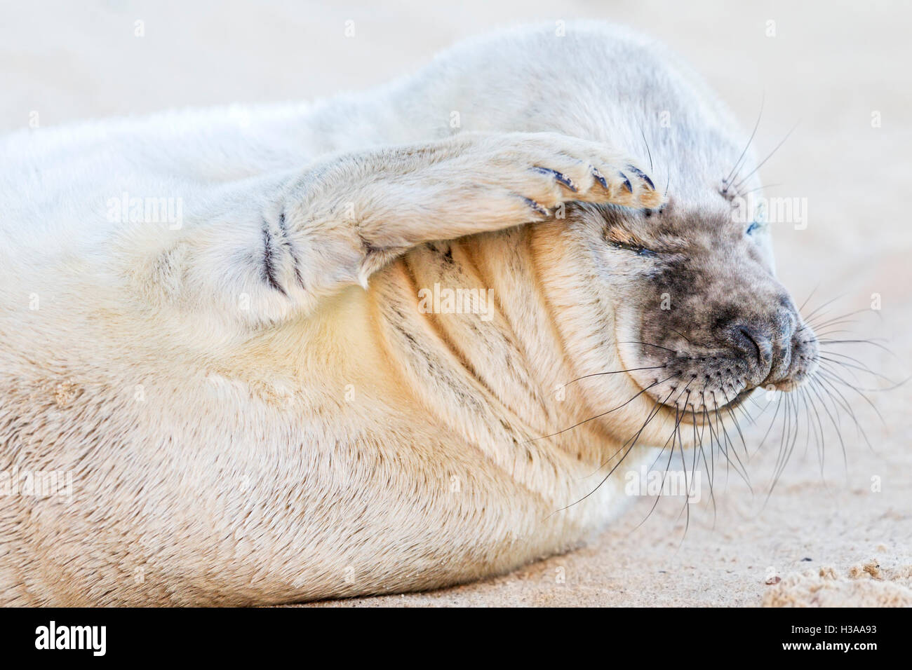 Un Bebe Phoque Gris Blanc Rayures Son Sourcil Alors Qu Elle Repose Sur Une Plage Cote De La Mer Du Nord Norfolk Angleterre Photo Stock Alamy