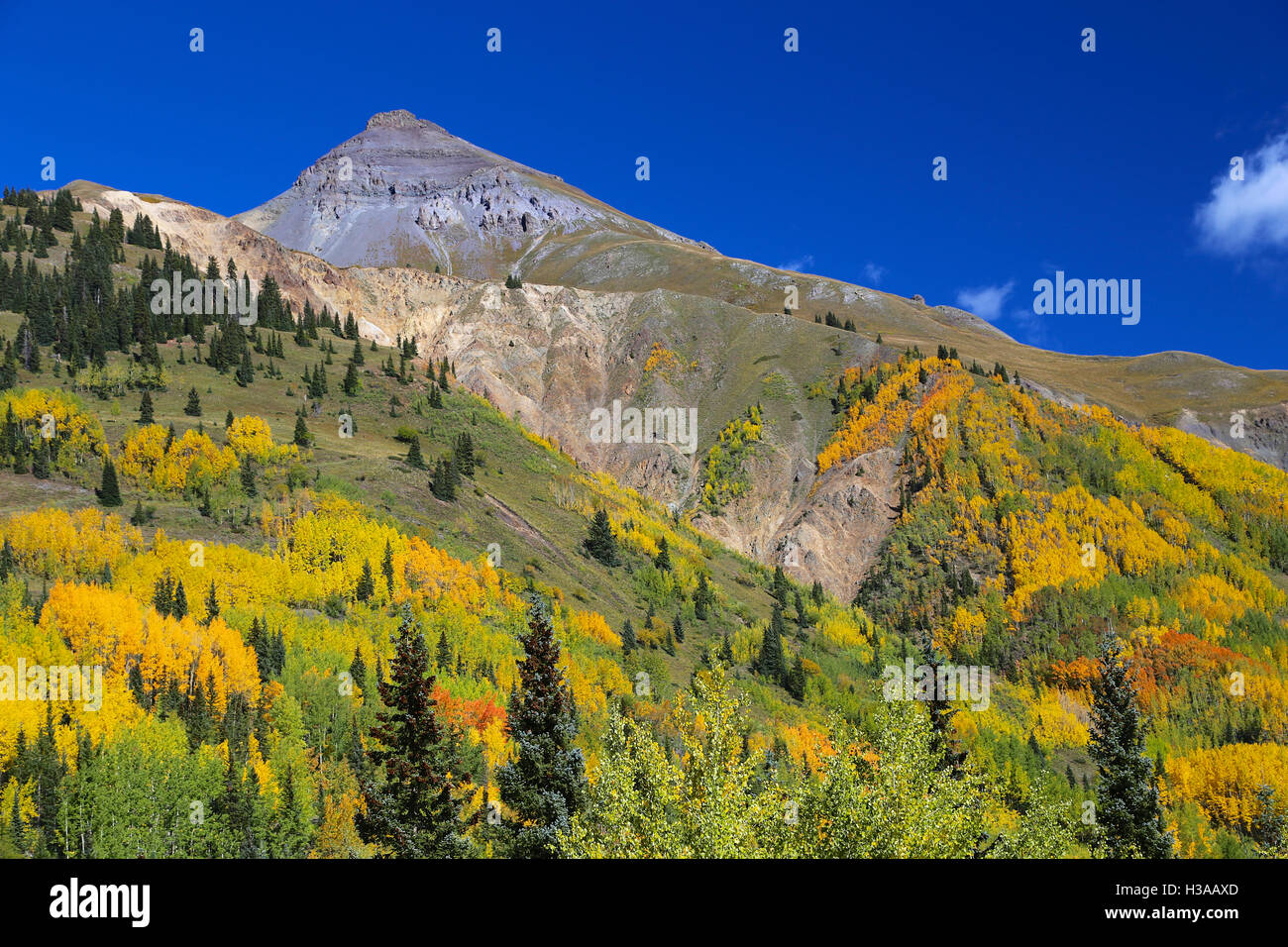 Les feuilles d'automne changement de couleur du vert au jaune et or sur paysage de montagne dans le sud-ouest de montagnes San Juan Banque D'Images