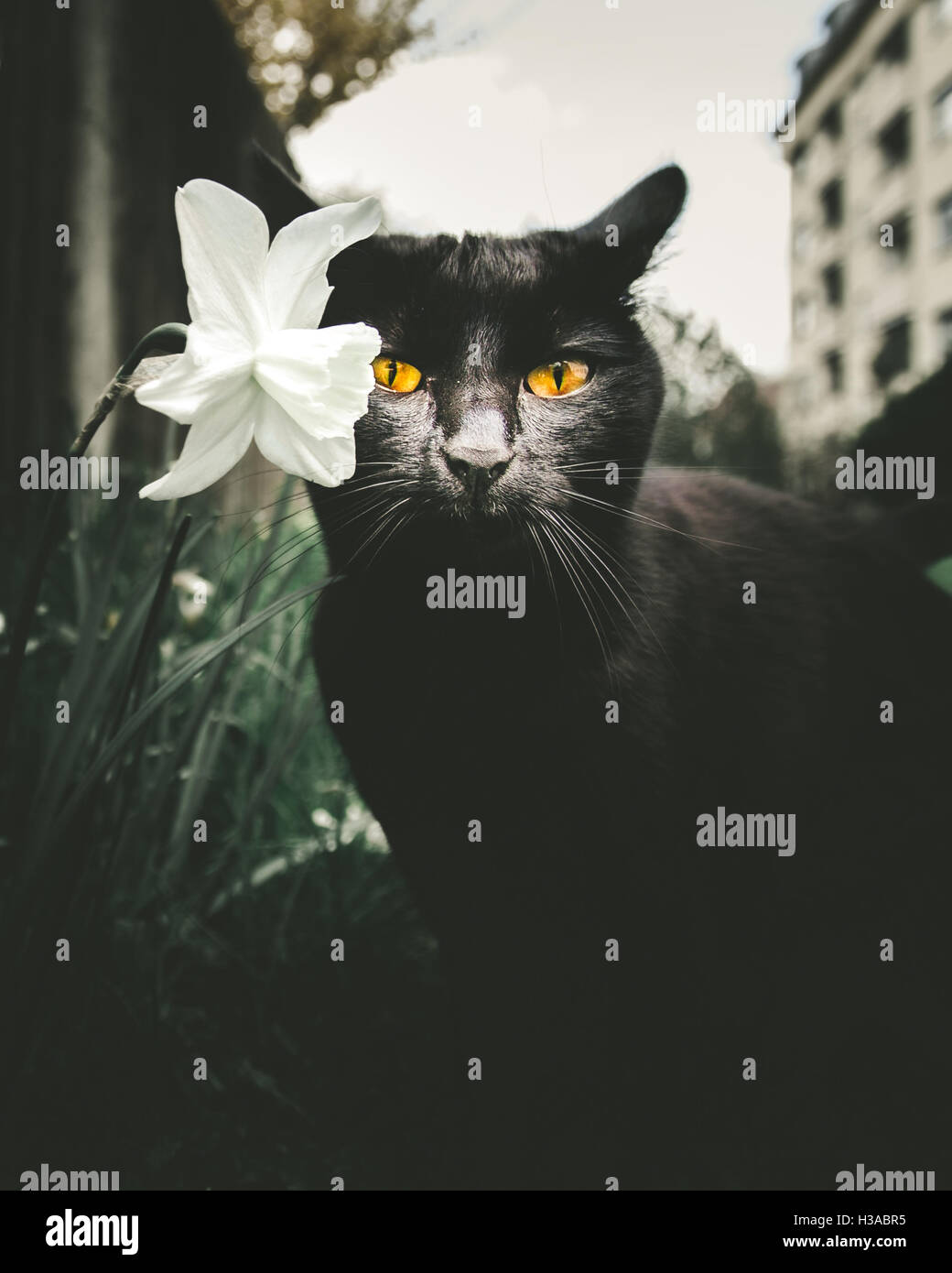 Chat noir avec des yeux d'or Banque D'Images