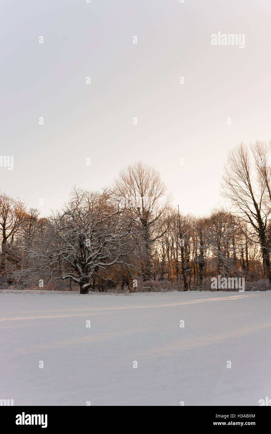 Hiver neige paysage d'hiver faible soleil à travers les arbres en contre-jour Banque D'Images