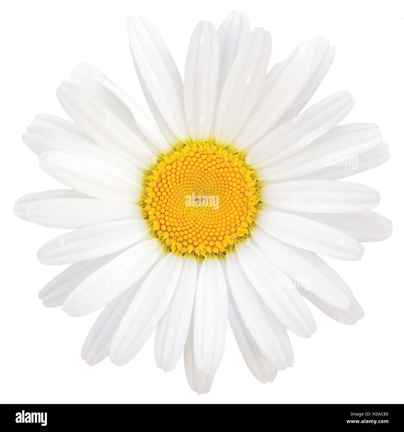 Oxeye Daisy Leucanthemum vulgare Lam., isolé, Gros Plan Macro Fleur et pétales, Grand Studio Shot détaillées Banque D'Images