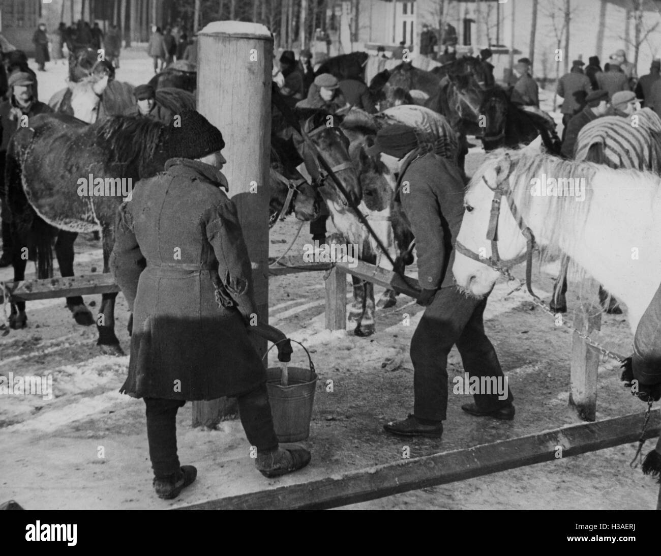 Prendre soin de chevaux dans un camp de transit pour Volhnyian allemands à Lodz, 1940 Banque D'Images