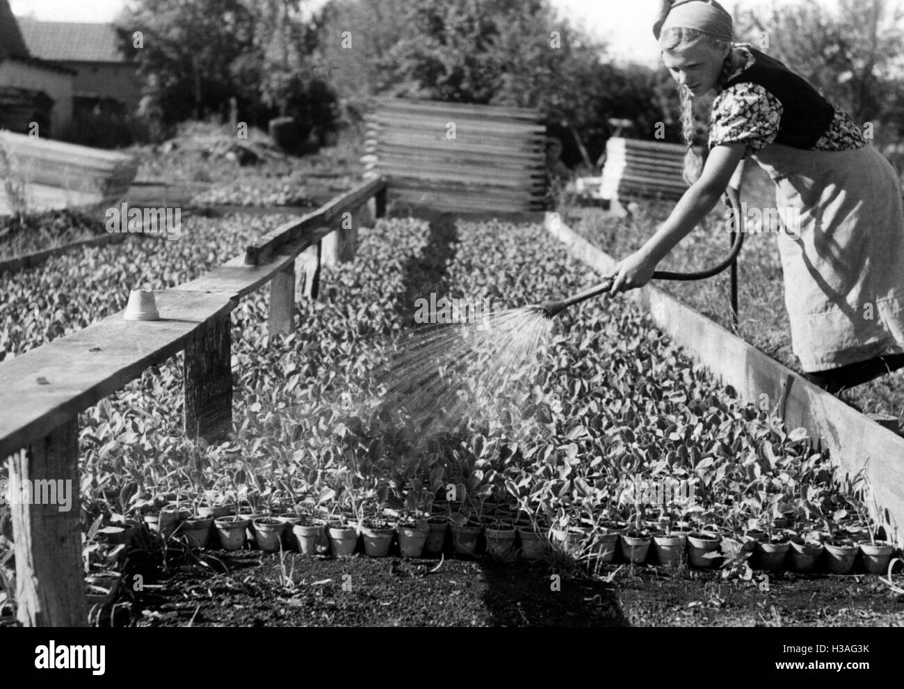 Landjahrmaedel (Pays Année fille) à l'arrosage, 1940 Banque D'Images