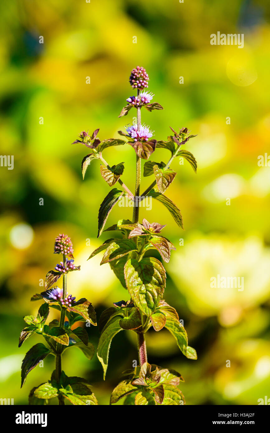 Menthe aquatique Mentha aquatica dans un étang dans la région de North Lancashire England UK Banque D'Images