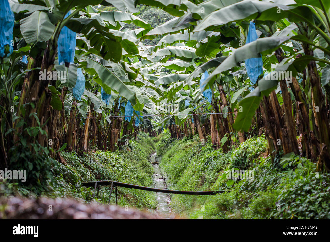 Visiter célèbre et très importante plantation de banane au Costa Rica, en fournissant leurs bananes dans le monde à l'échelle internationale. Dole, fruits, des affaires Banque D'Images