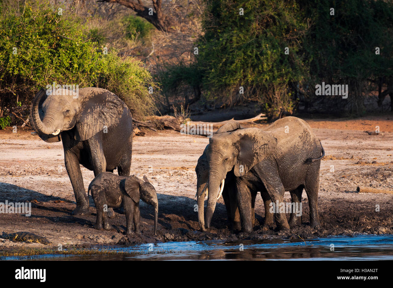 Troupeau d'éléphants boire et jouer dans la boue dans la rivière Chobe, Parc National de Chobe, au Botswana, l'Afrique Banque D'Images Troupeau d'éléphants boire et jouer dans la boue dans la rivière Chobe, Parc National de Chobe, au Botswana, l'Afrique Banque D'Images