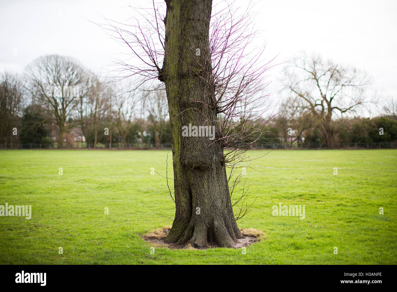 Peuplement d'arbres d'hiver sur ahousing estate à Birmingham, Royaume-Uni. Banque D'Images