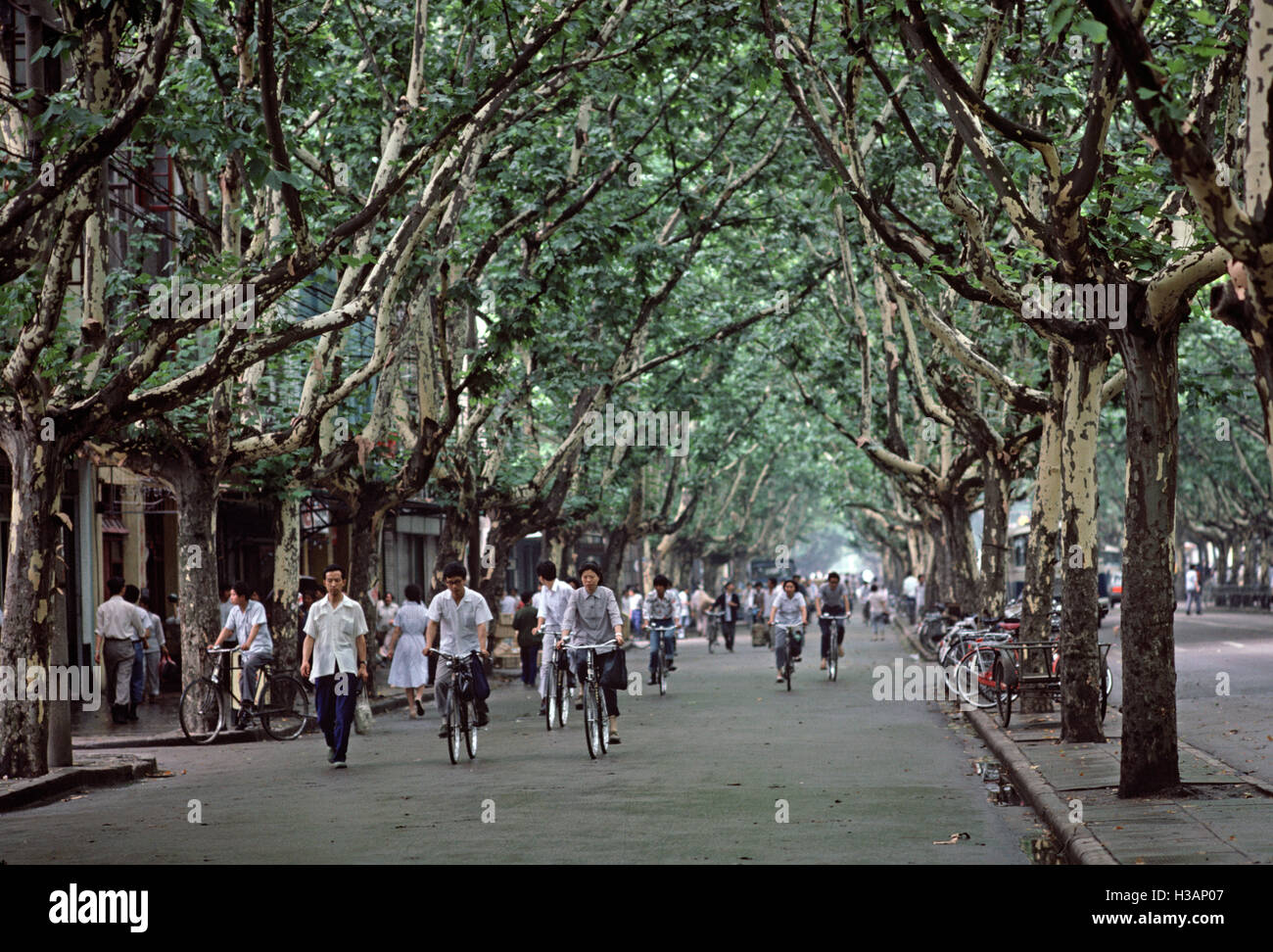 Les cyclistes boulevard bordé d'arbres à Nanjing, Jiangsu Province, China Banque D'Images