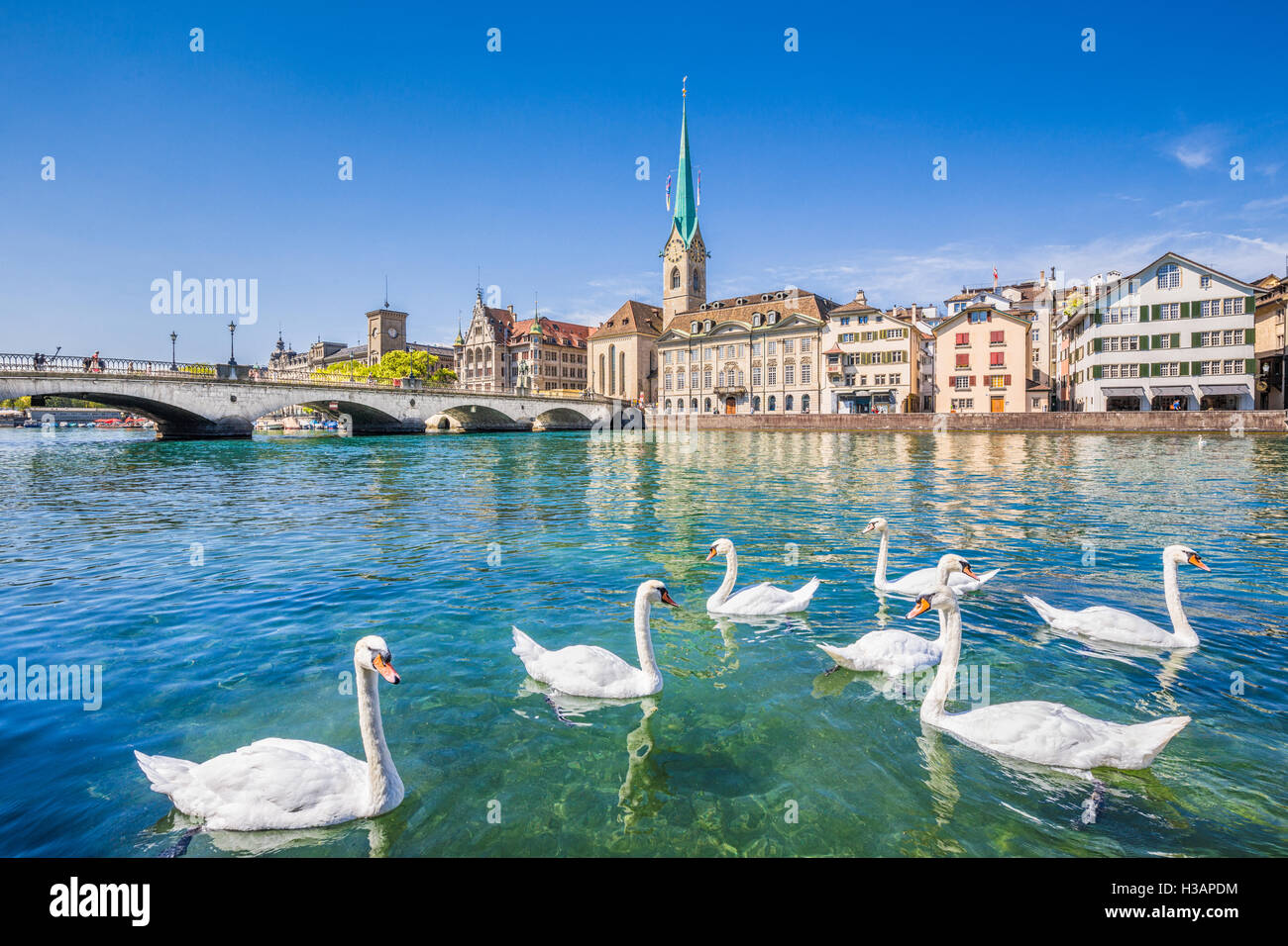 Centre historique de la ville de Zurich avec célèbre église Fraumunster et de cygnes sur la rivière Limmat, Canton de Zurich, Suisse Banque D'Images