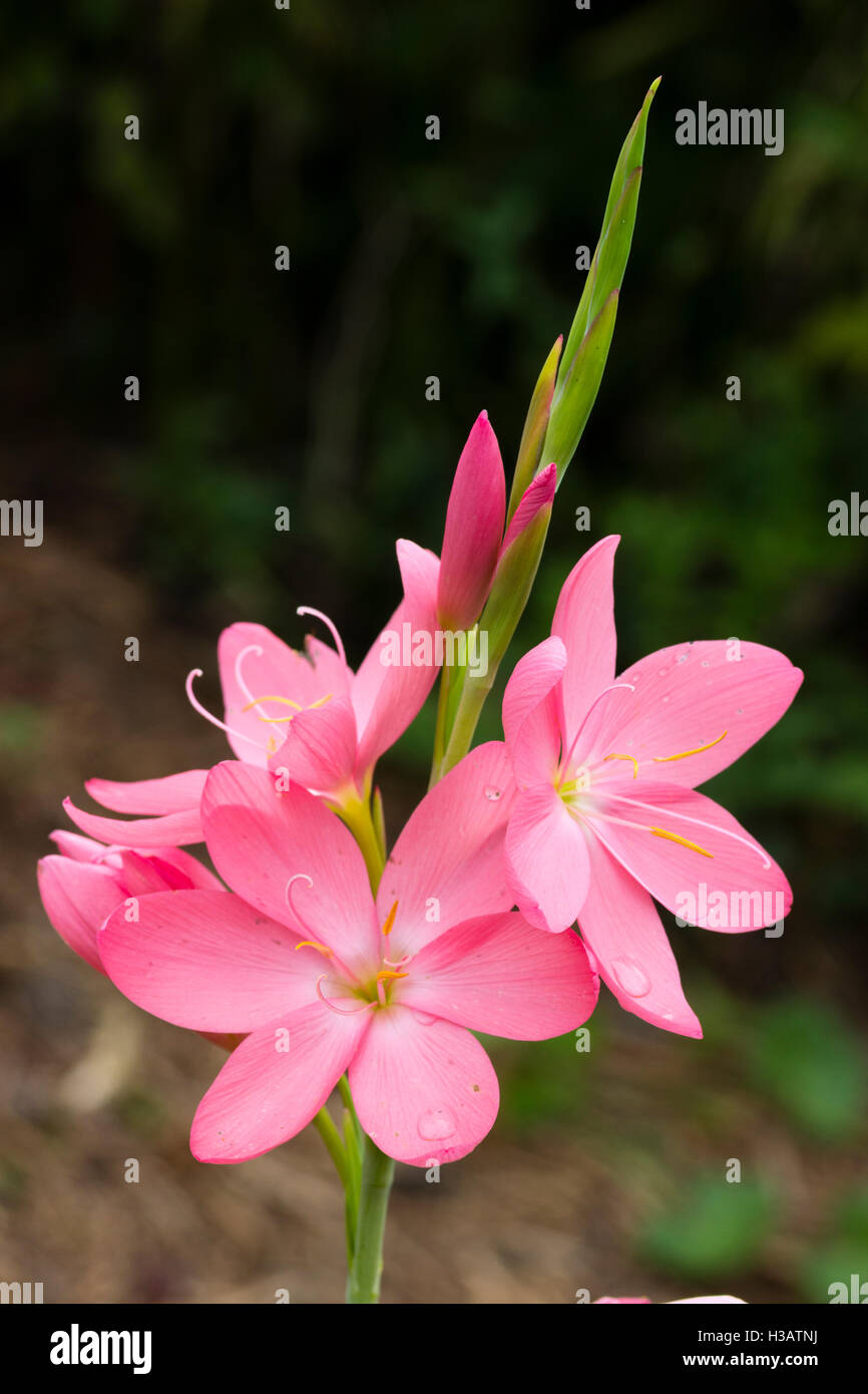 Fleurs roses de l'automne fleurs de lis kaffir, Hesperantha coccinea Schizostylis) ('Sunrise' Banque D'Images