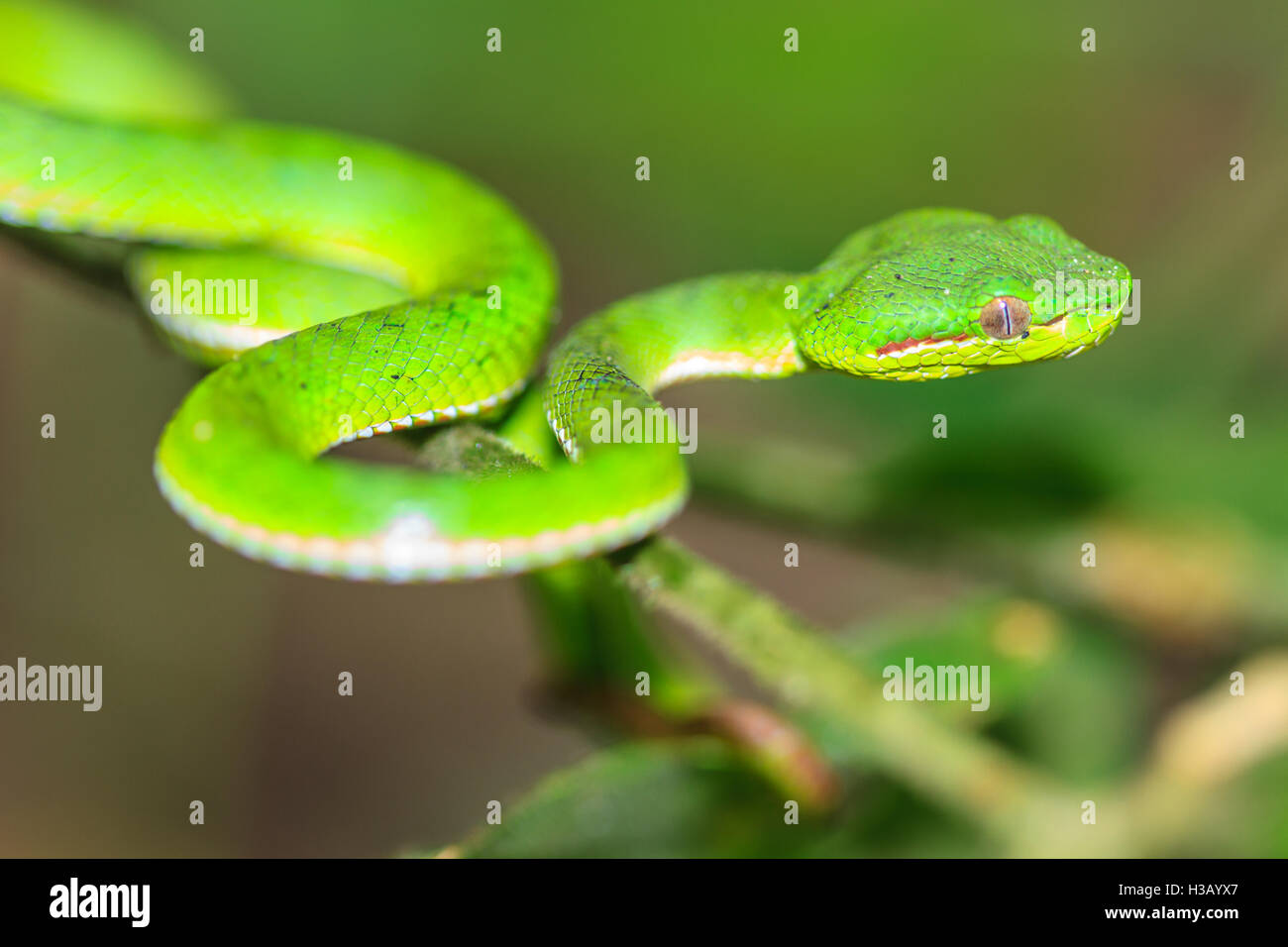 Green snake pit viper, viper pit asiatique serpent dans la nature Banque D'Images