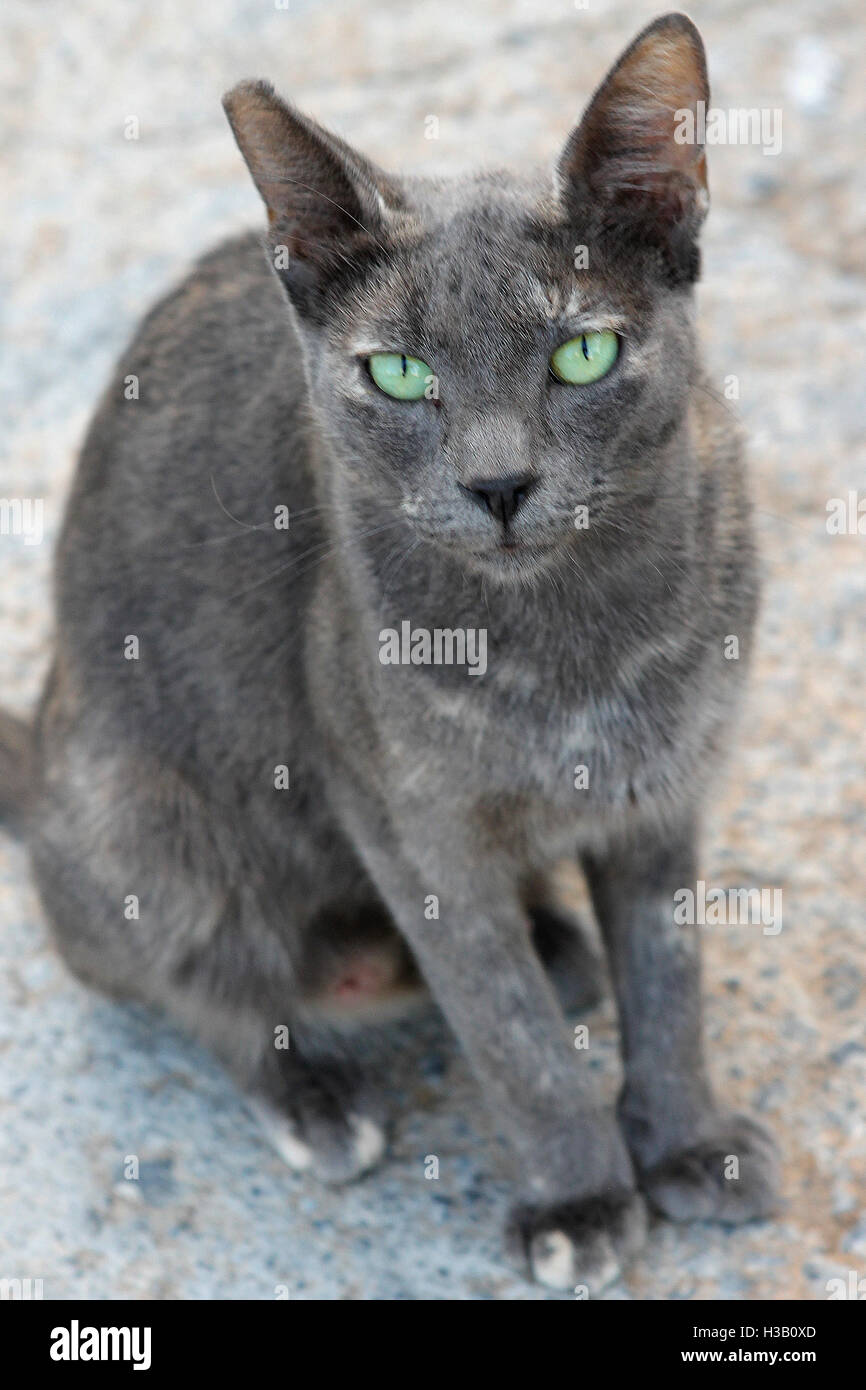Un chat grec aux yeux verts est vu à Stalida Stalis Crete, Grèce Banque D'Images