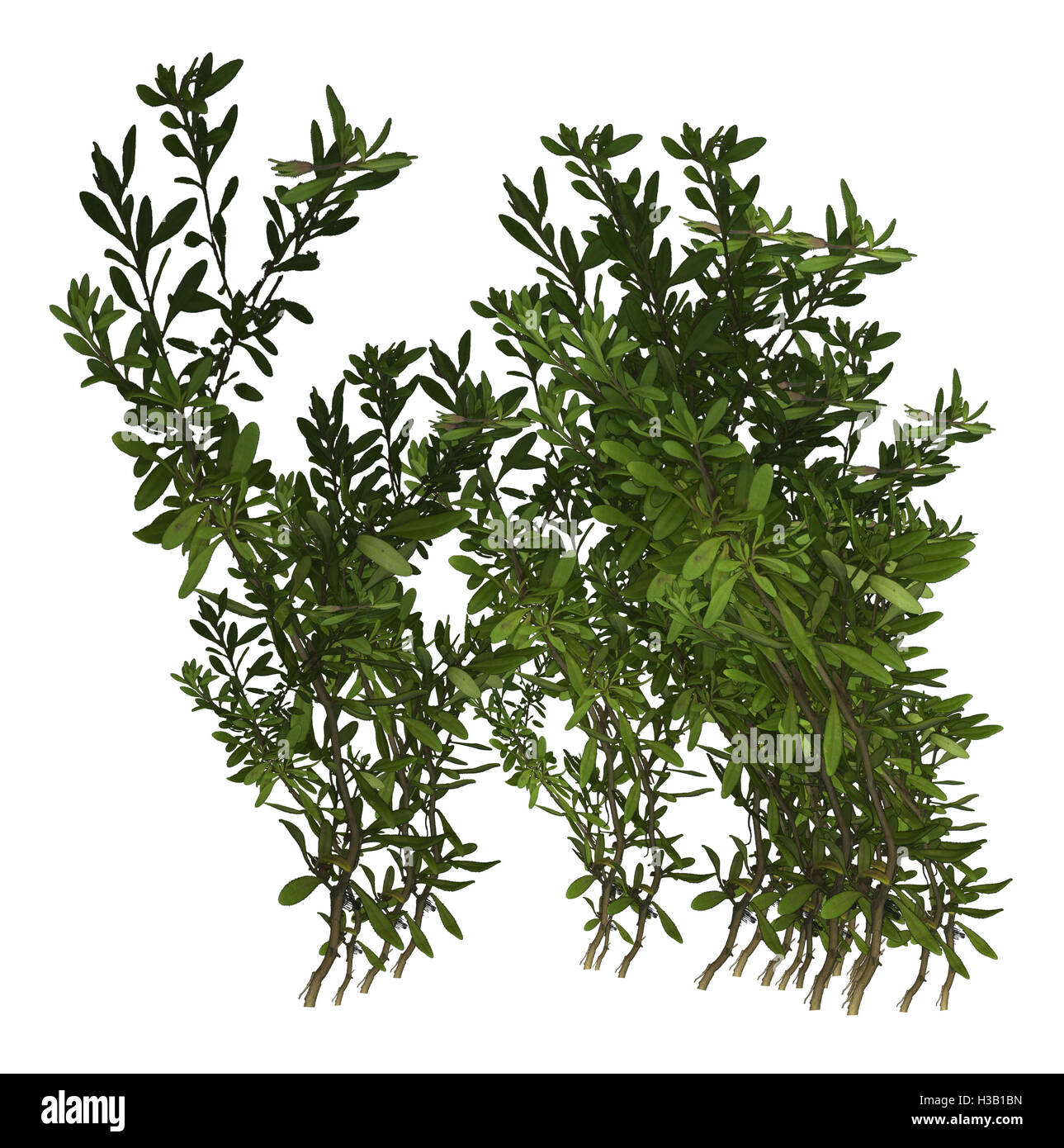 Arbuste plante verte Banque D'Images