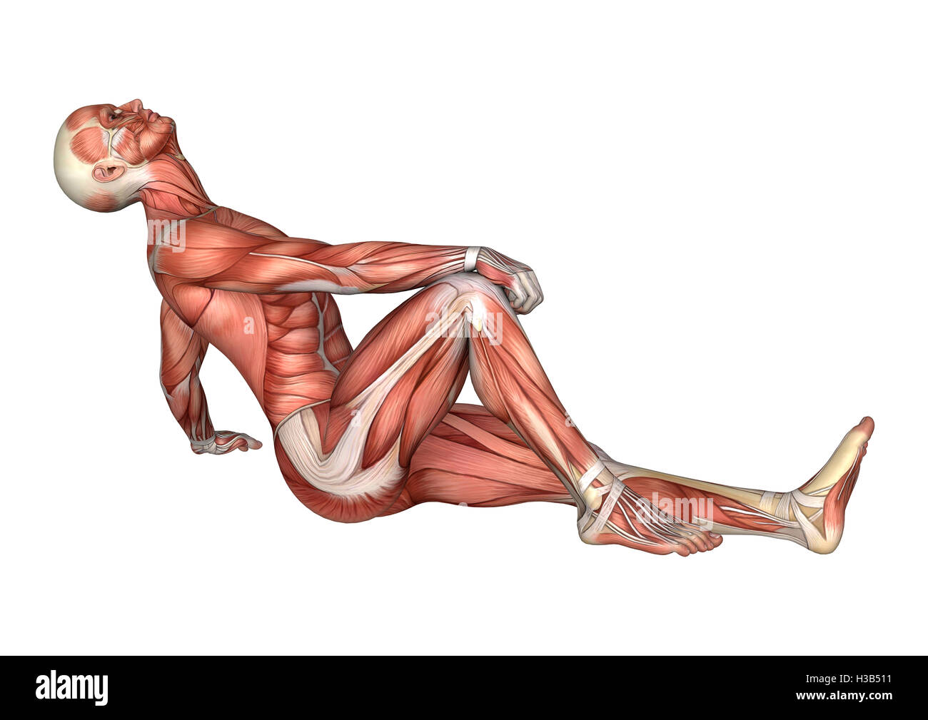 Le rendu 3D d'une anatomie masculine figure avec les muscles site isolé ...