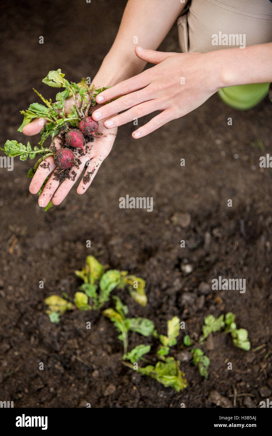 Portrait de jardinier jardin betteraves en sale Banque D'Images