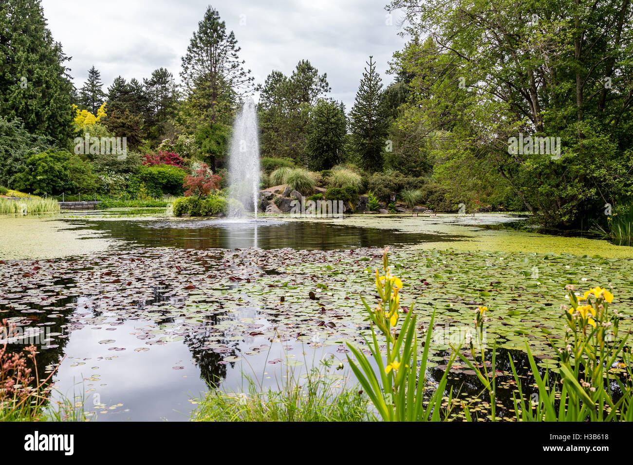 Nénuphar vert avec des fleurs dans un jardin Lake Banque D'Images