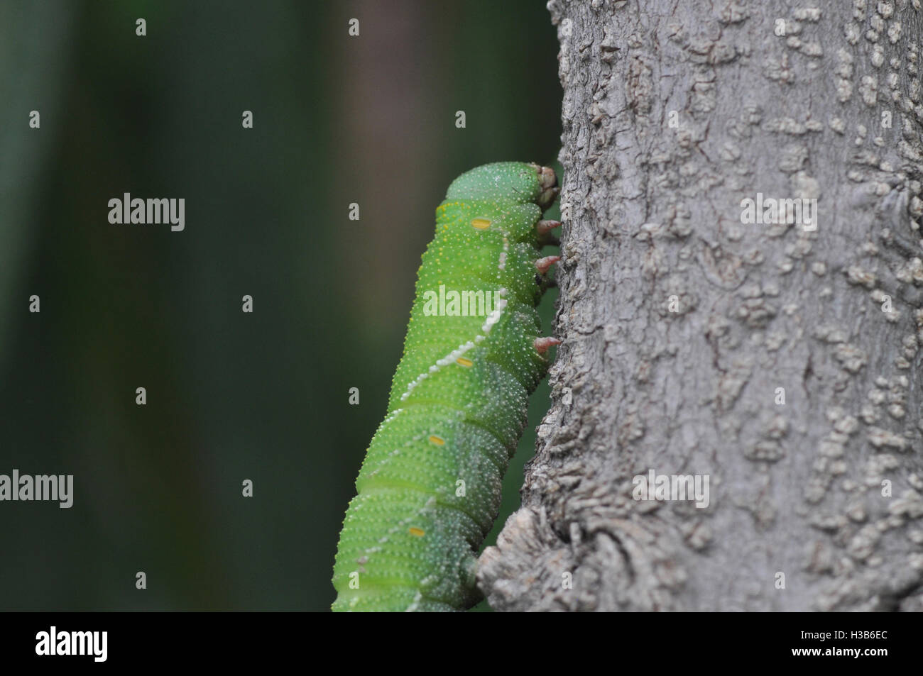 Noida, Uttar Pradesh, Inde- 27 juillet 2016 : une grosse chenille verte sur une branche d'arbre à Noida, Uttar Pradesh, Inde. Caterpilla Banque D'Images