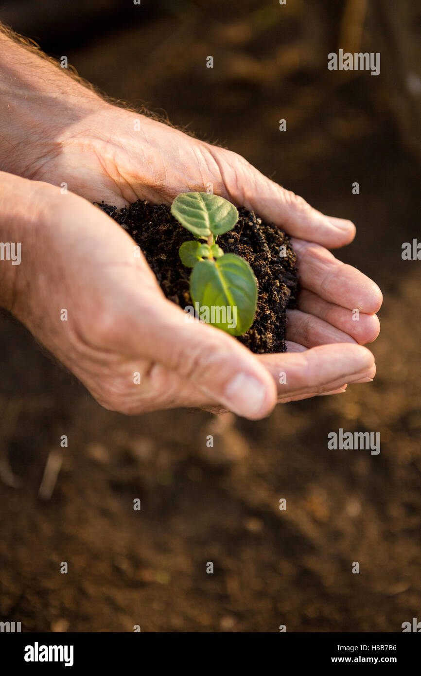 Image recadrée de creux des mains dans des semis au jardin Banque D'Images