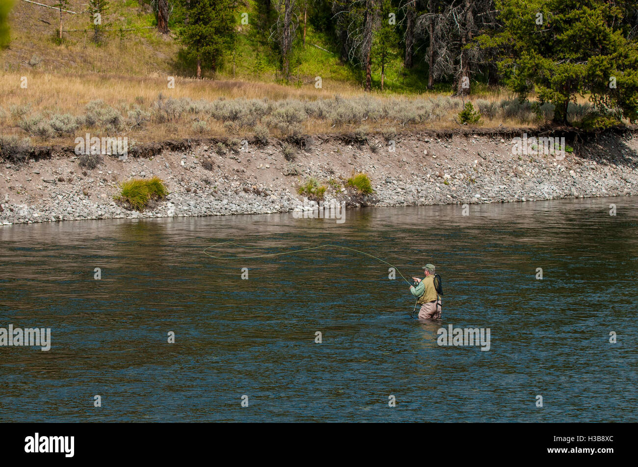 Fisherman fly pêche à la truite dans la rivière Snake, le Parc National de Yellowstone, Wyoming, USA. Banque D'Images