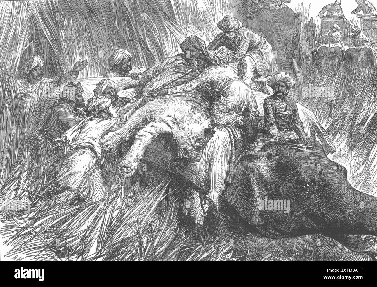 Un rembourrage mammifères morts Tiger 1878. L'Illustrated London News Banque D'Images