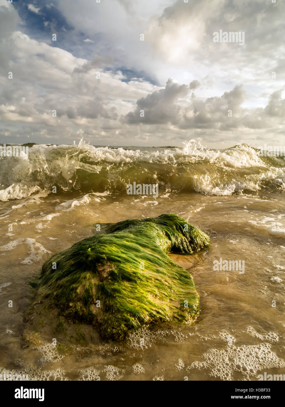 Couvert d'algues au lavage d'rock par les vagues de la mer Banque D'Images