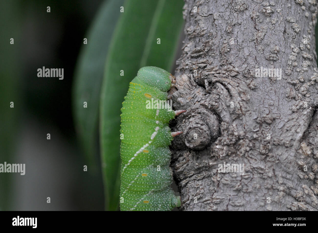 Noida, Uttar Pradesh, Inde- 27 juillet 2016 : une grosse chenille verte sur une branche d'arbre à Noida, Uttar Pradesh, Inde. Caterpilla Banque D'Images