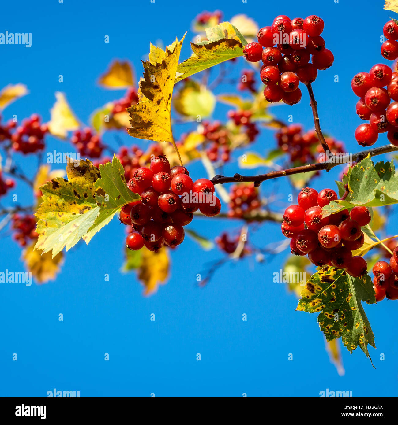 Aubépine baies mûres lumineux avec des feuilles sur un fond de ciel bleu. Banque D'Images