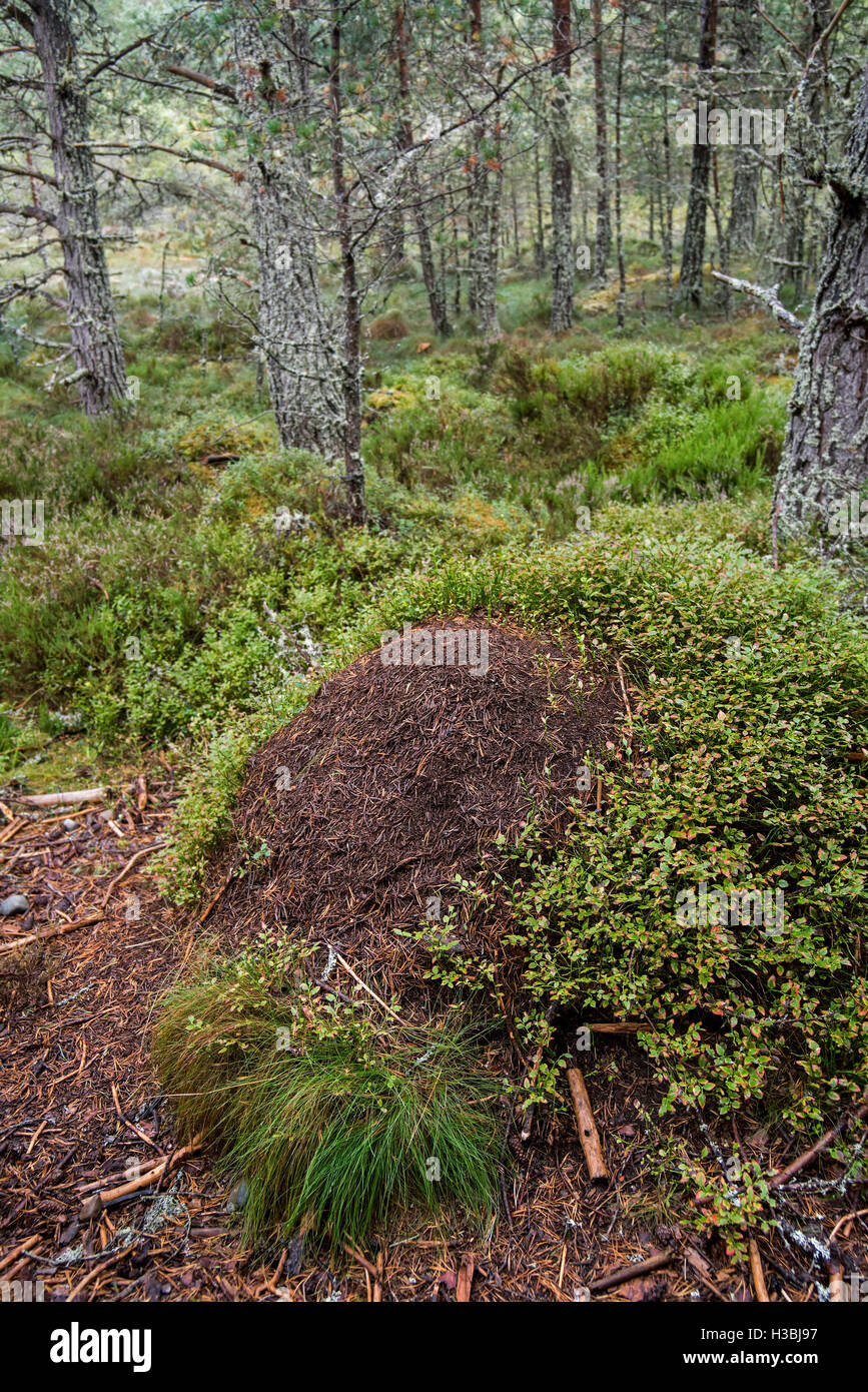 Envahi par la fourmilière de vieux bois rouge / fourmis Formica rufa cheval (ant) faite d'aiguilles de conifères en forêt Banque D'Images