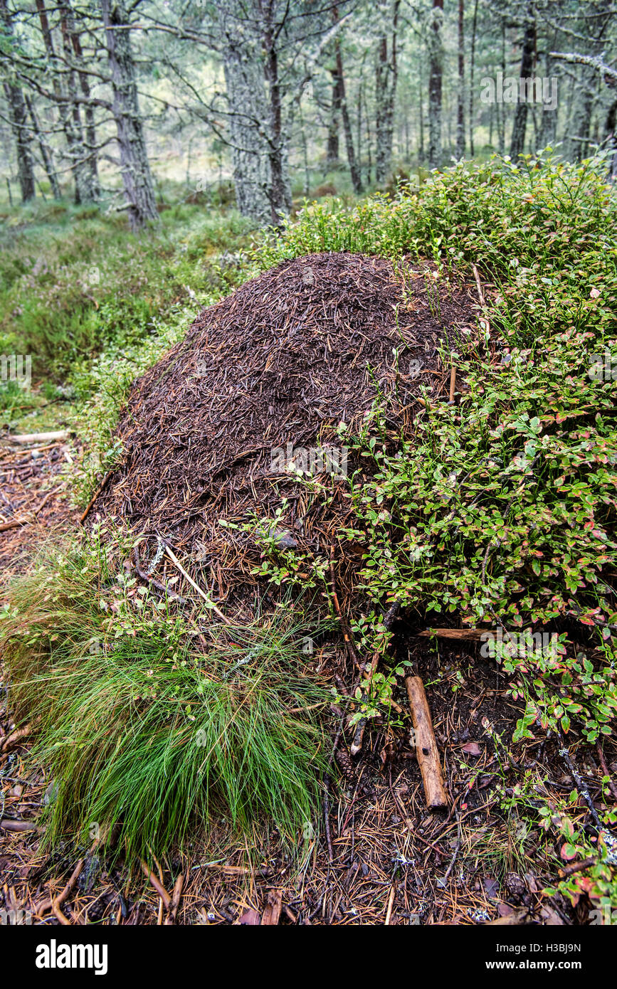 Envahi par la fourmilière de vieux bois rouge / fourmis Formica rufa cheval (ant) faite d'aiguilles de conifères en forêt Banque D'Images