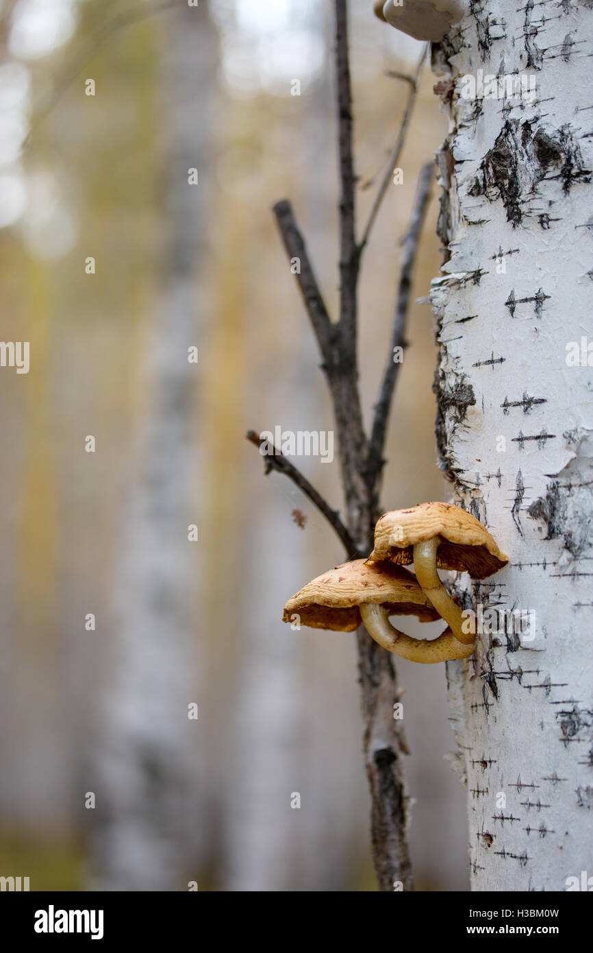 De plus en plus de champignons dans les bouleaux tronc de l'arbre dans la forêt Banque D'Images