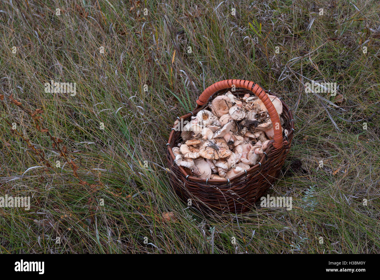 Panier avec des champignons debout sur l'herbe verte Banque D'Images