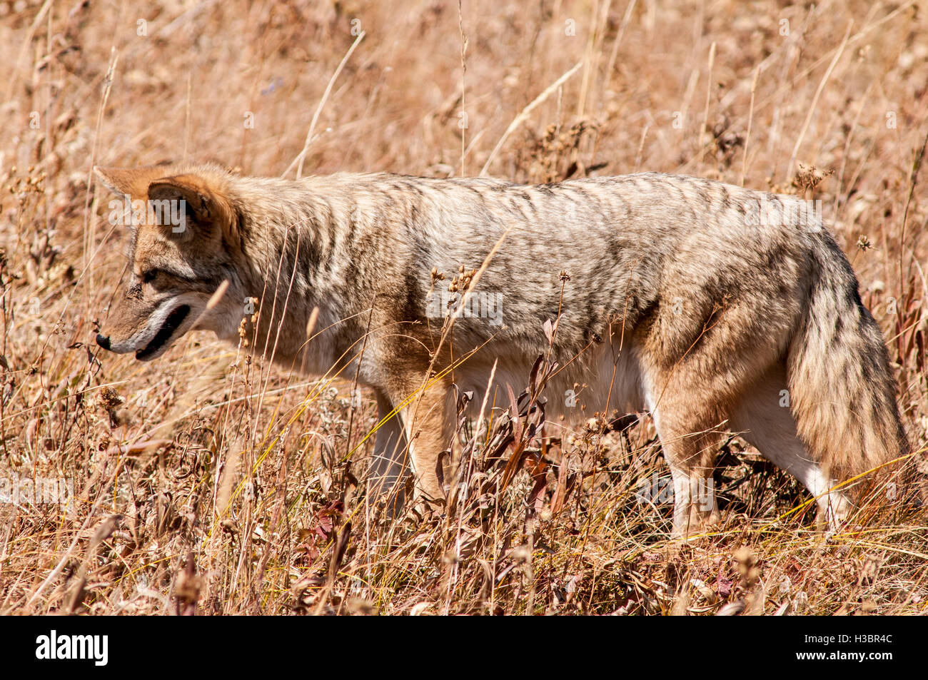 Le Coyote (Canis latrans) la chasse dans le Parc National de Yellowstone, Wyoming, USA. Banque D'Images