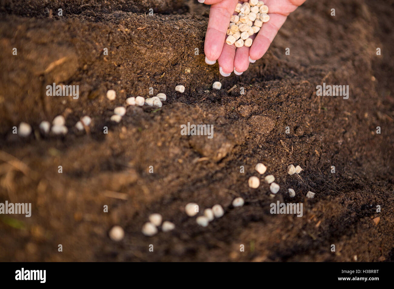 Image recadrée de la plantation des semences dans la saleté jardinier au jardin Banque D'Images