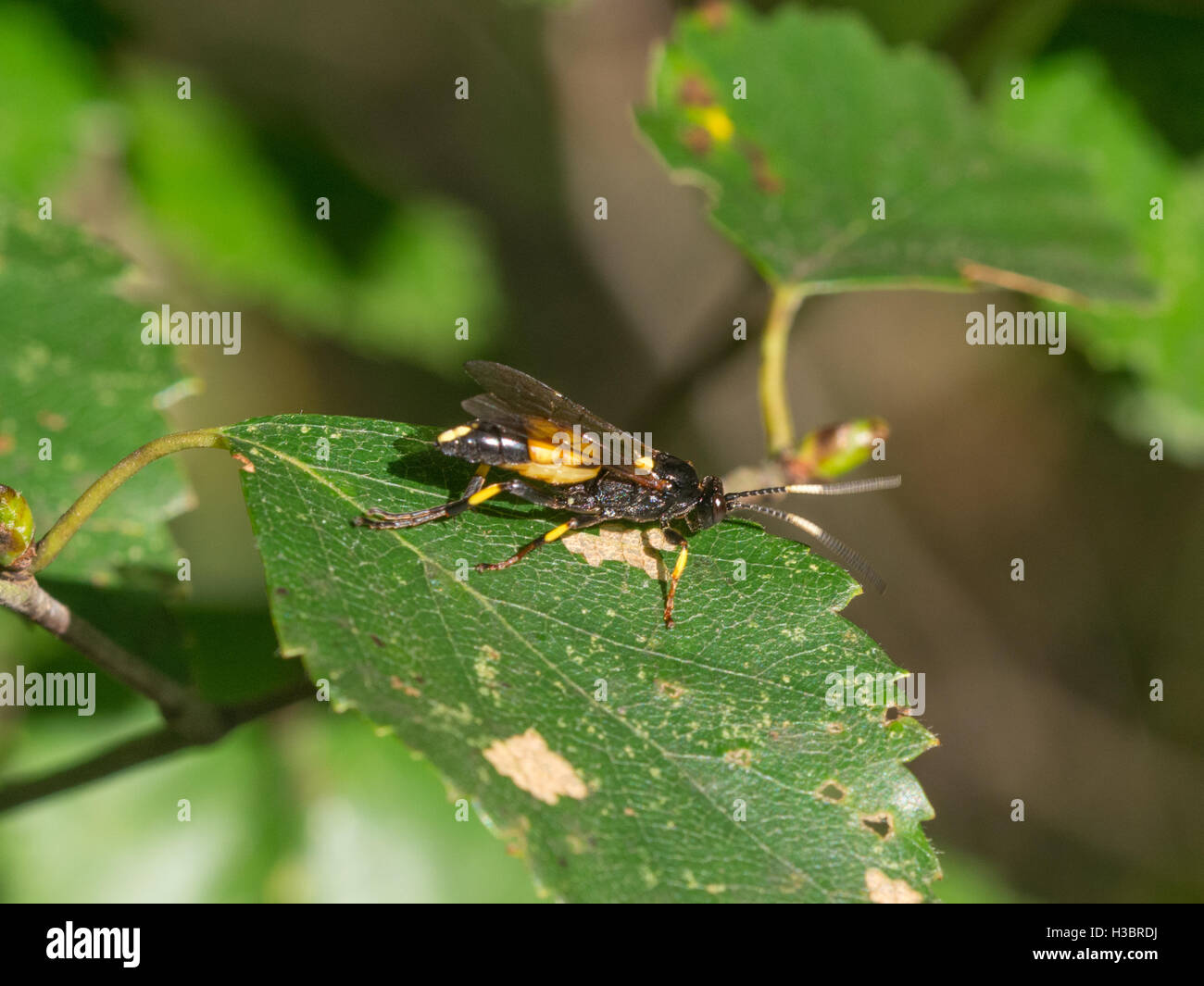 Mouche Ichneumon stramentor - noir et jaune - wasp mouche ichneumon au Royal commun dans Surrey, Angleterre Banque D'Images