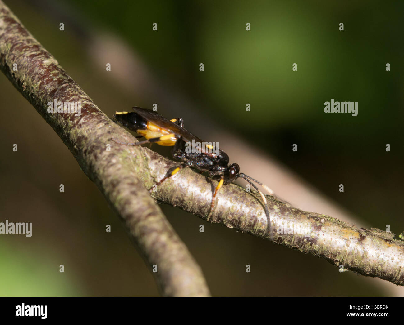 Mouche Ichneumon stramentor - noir et jaune - wasp mouche ichneumon au Royal commun dans Surrey, Angleterre Banque D'Images
