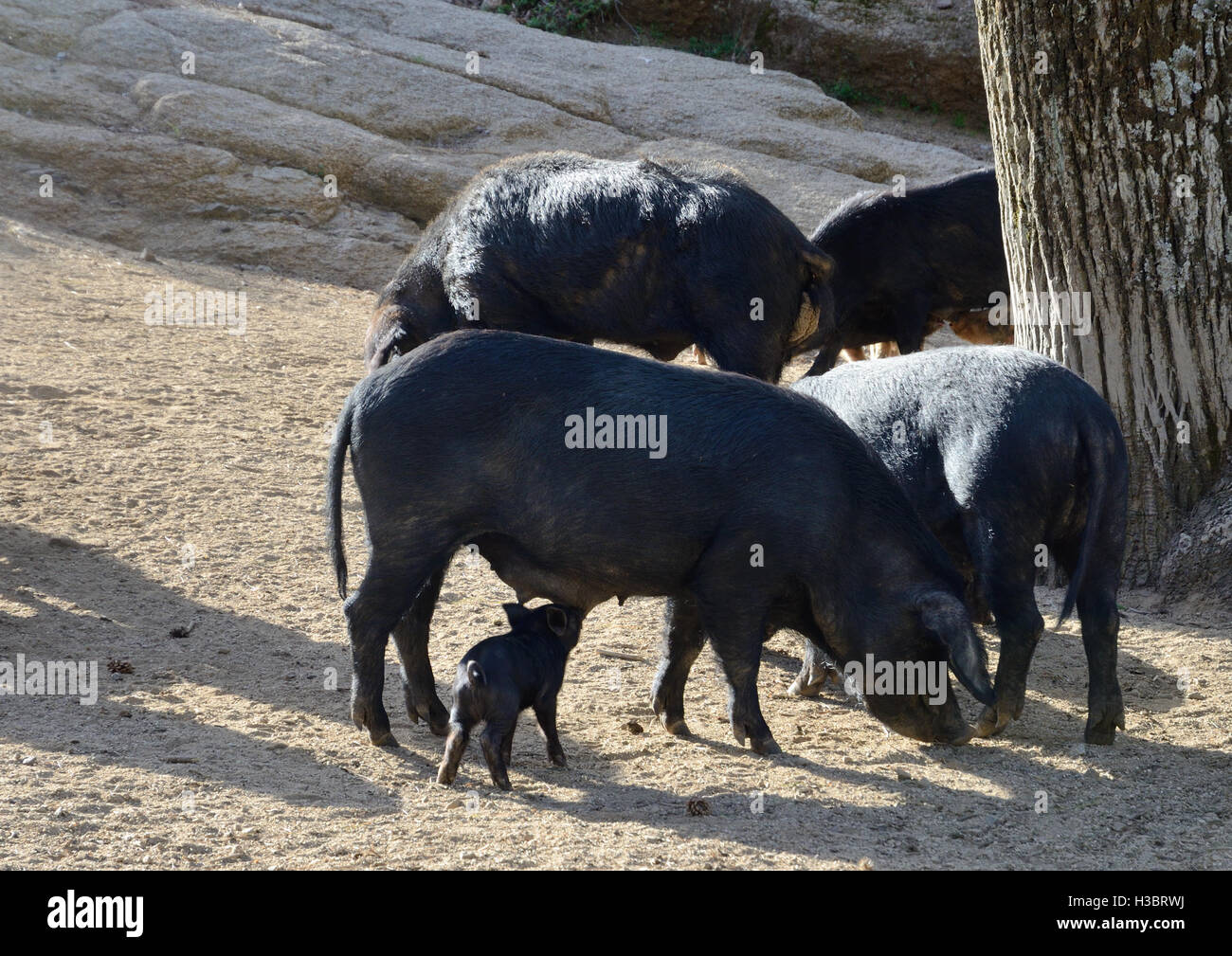 Cochons corses Banque D'Images