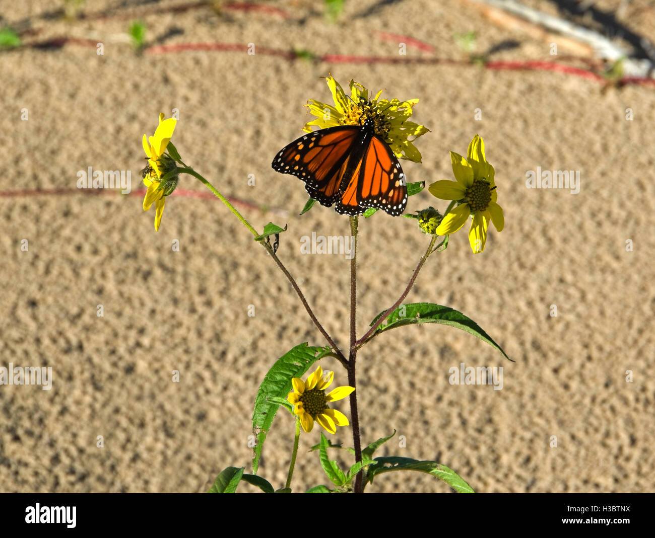 Papillon monarque, Danaus plexippus, sur petit tournesol Banque D'Images