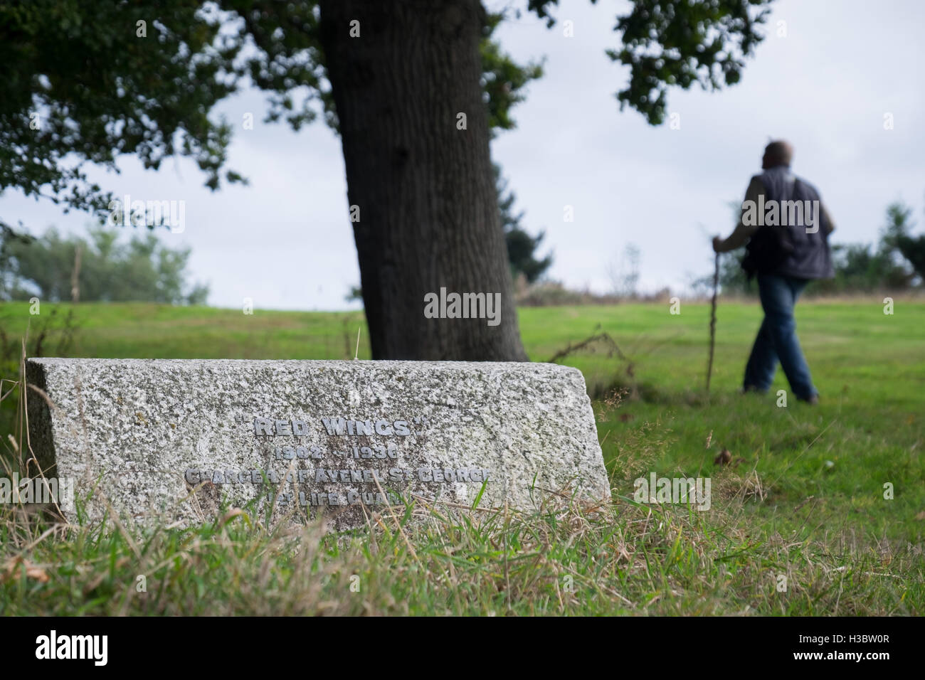 Un homme passe devant la tombe d'un cheval de guerre 'Red Wings' (1902-1936) d'un autre chargeur de Avenel St George, 1er Life Guards Banque D'Images