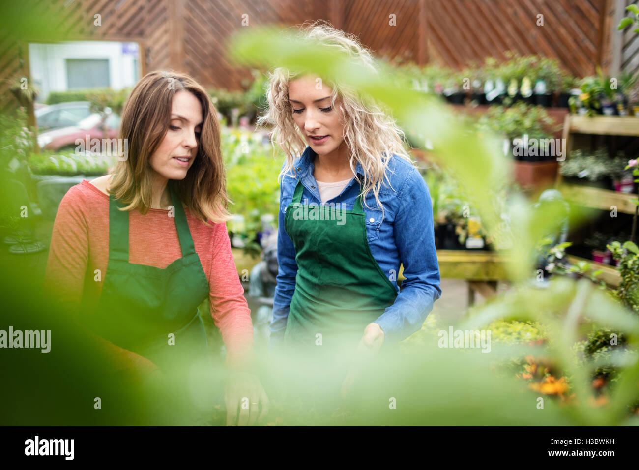 Deux female florist en interaction les uns avec les autres Banque D'Images Deux female florist en interaction les uns avec les autres Banque D'Images