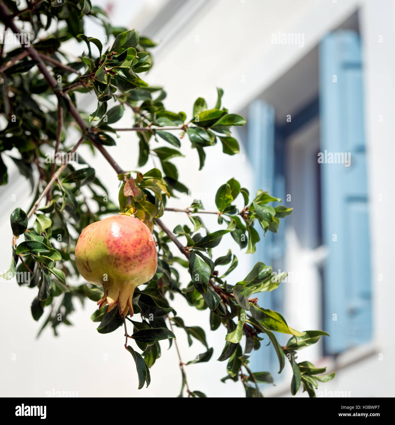 Fruit grenade rose sur branche d'arbre sur un fond blanc Banque D'Images Fruit grenade rose sur branche d'arbre sur un fond blanc Banque D'Images