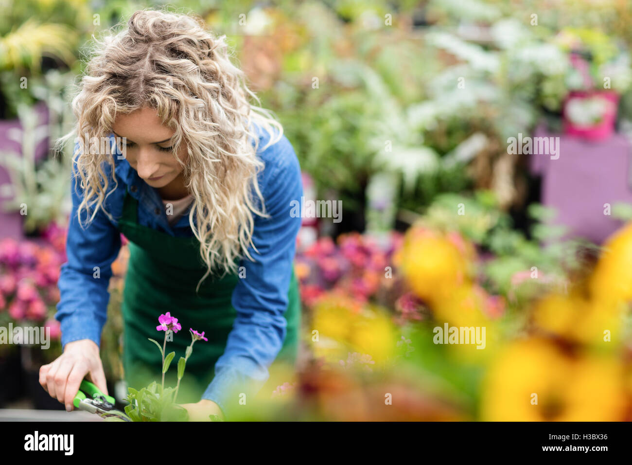 Élagage fleuriste femme une plante avec un sécateur Banque D'Images Élagage fleuriste femme une plante avec un sécateur Banque D'Images