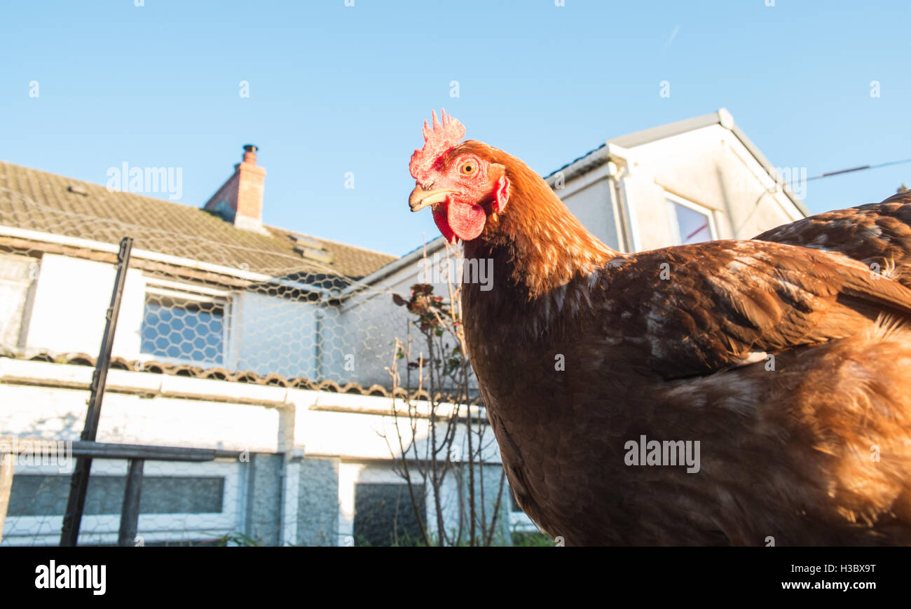 Petit troupeau de huit poules de poulet fermier qui errent dans une zone clôturée dans un jardin arrière.Petite production d'oeufs pour une utilisation à domicile.UK. Banque D'Images