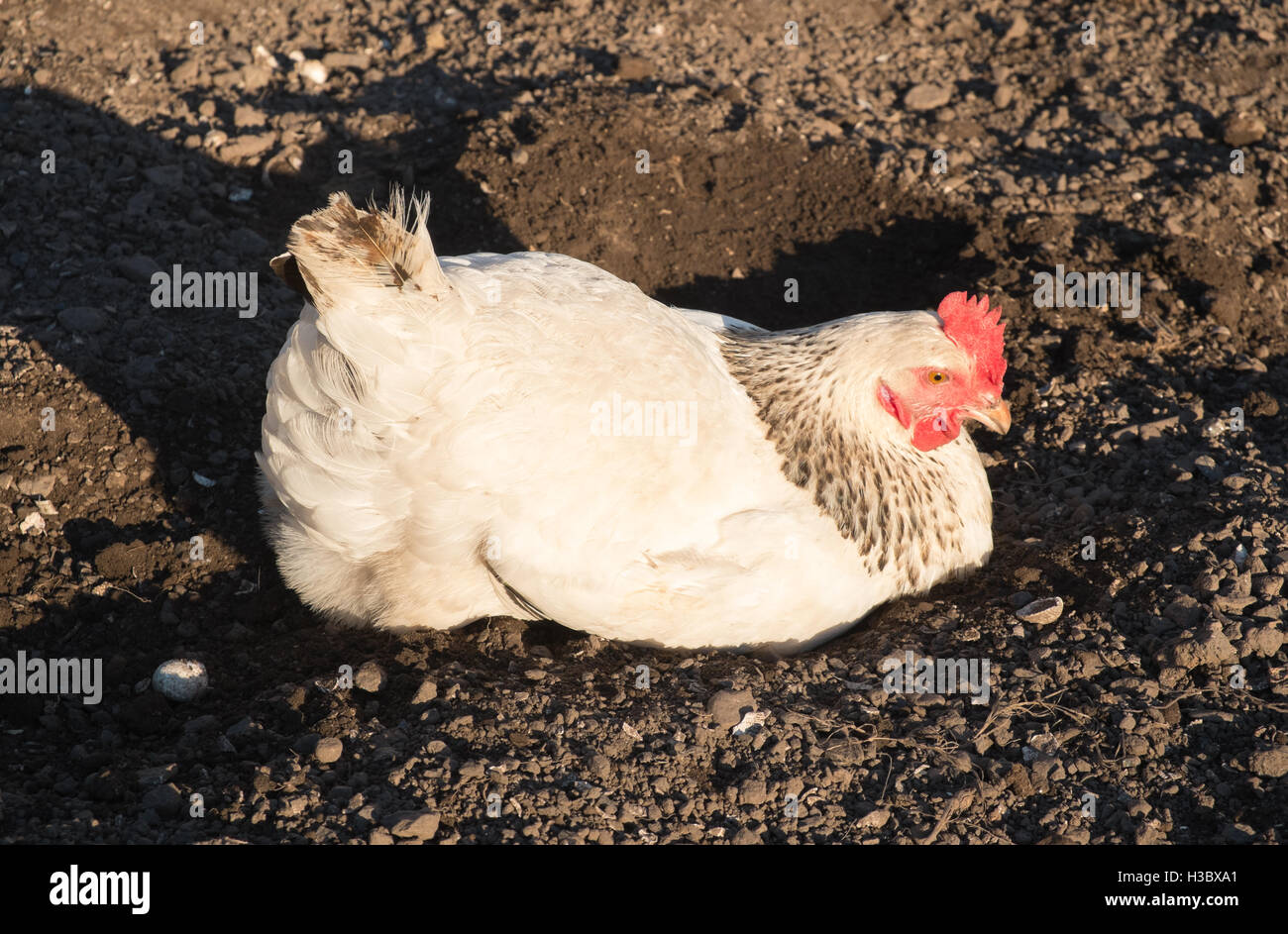 Petit troupeau de huit poules de poulet fermier qui errent dans une zone clôturée dans un jardin arrière.Petite production d'oeufs pour une utilisation à domicile.UK. Banque D'Images