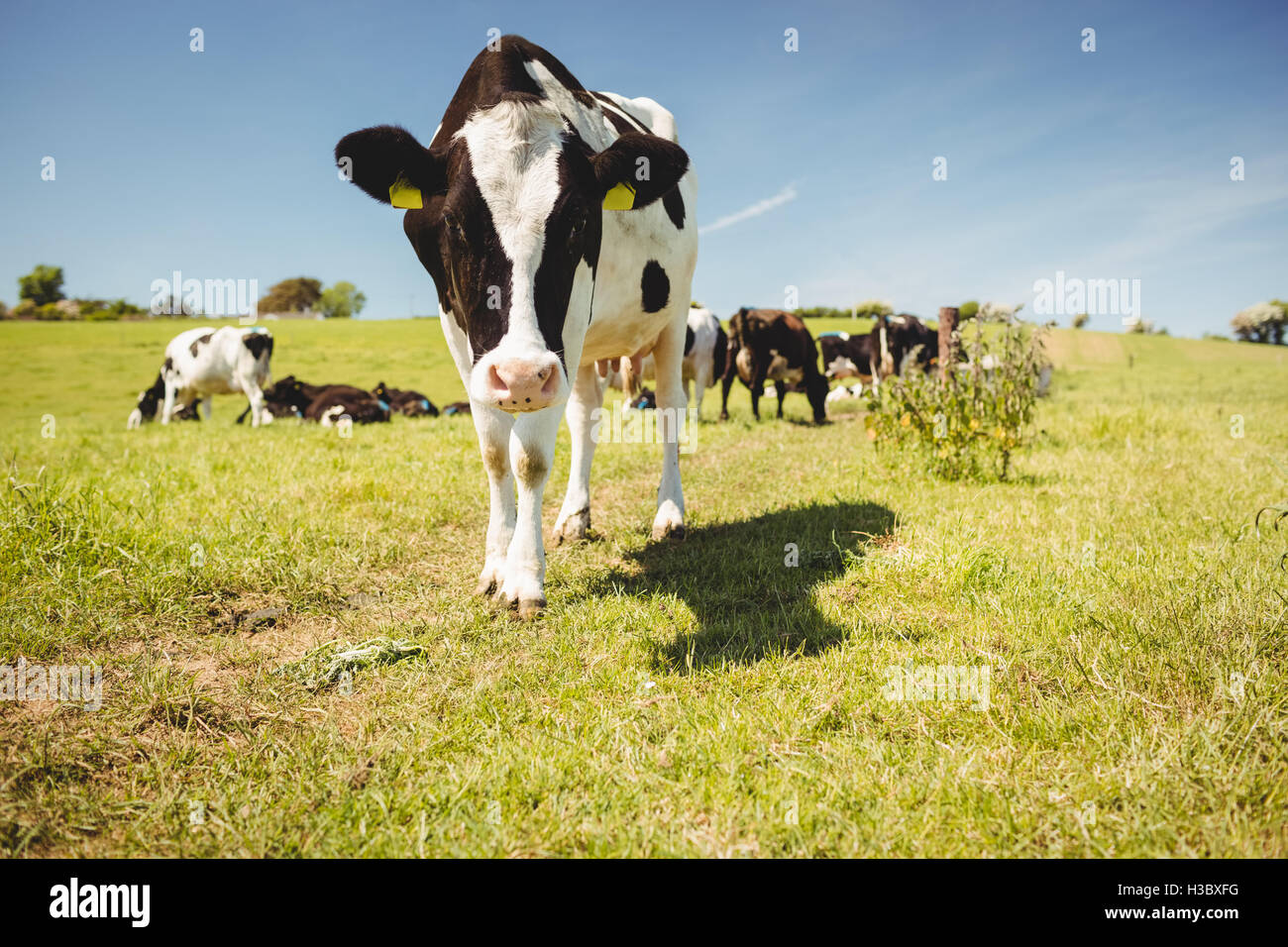 Cow standing sur le terrain herbeux Banque D'Images